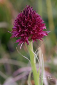 Gymnadenia gabasiana (Teppner & E.Klein) Teppner & E.Klein 1998
