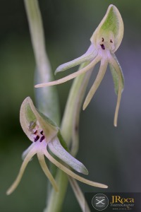Habenaria tridactylites Lindl.