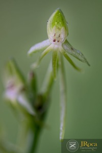 Habenaria tridactylites Lindl.