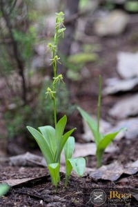 Habenaria tridactylites Lindl.