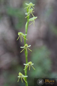 Habenaria tridactylites Lindl.