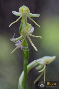 Habenaria tridactylites Lindl.