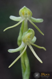 Habenaria tridactylites Lindl.