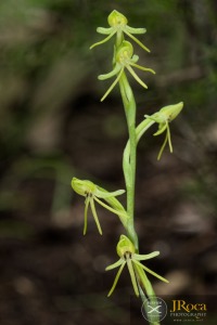 Habenaria tridactylites Lindl.