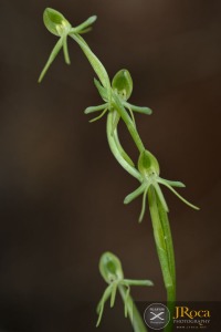 Habenaria tridactylites Lindl.