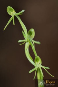 Habenaria tridactylites Lindl.