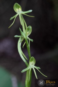 Habenaria tridactylites Lindl.