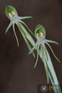 Habenaria tridactylites Lindl.