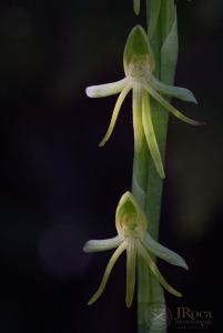Habenaria tridactylites Lindl. 1835