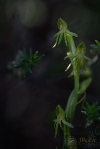 Habenaria tridactylites Lindl. 1835