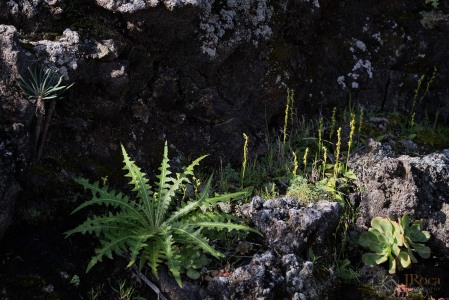 Habenaria tridactylites Lindl. 1835