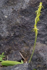 Habenaria tridactylites Lindl. 1835