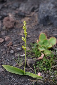 Habenaria tridactylites Lindl. 1835