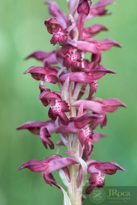 Anacamptis coriophora subsp. carpetana (Willk.) Bernardos