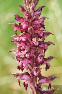 Anacamptis coriophora subsp. carpetana (Willk.) Bernardos