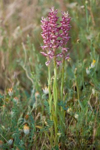 Anacamptis coriophora subsp. carpetana (Willk.) Bernardos