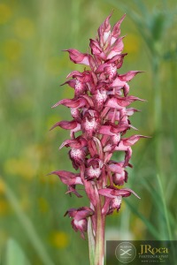 Anacamptis coriophora subsp. carpetana (Willk.) Bernardos
