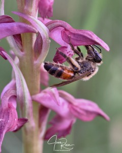 Anacamptis coriophora subsp. carpetana (Willk.) Bernardos