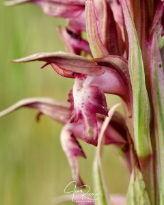 Anacamptis coriophora subsp. carpetana (Willk.) Bernardos