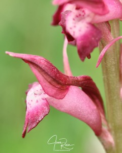 Anacamptis coriophora subsp. carpetana (Willk.) Bernardos