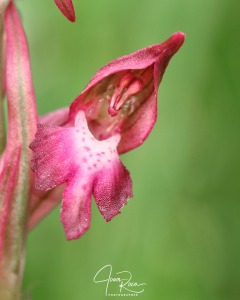 Anacamptis coriophora subsp. carpetana (Willk.) Bernardos