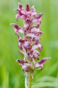 Anacamptis coriophora subsp. carpetana (Willk.) Bernardos