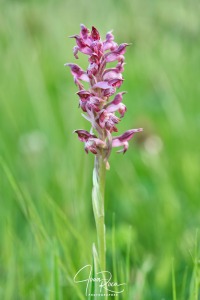 Anacamptis coriophora subsp. carpetana (Willk.) Bernardos