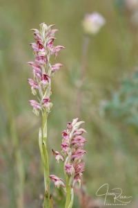 Anacamptis coriophora subsp. carpetana (Willk.) Bernardos