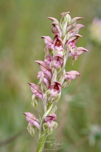 Anacamptis coriophora subsp. carpetana (Willk.) Bernardos
