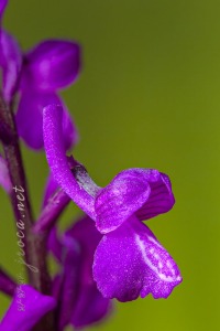 Herorchis champagneuxii (Barnéoud ) D.Tyteca & E.Klein 2008