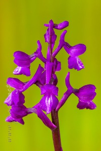 Herorchis champagneuxii (Barnéoud ) D.Tyteca & E.Klein 2008