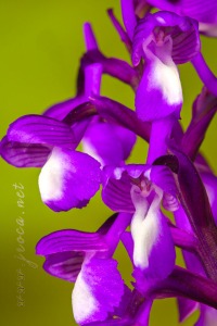 Herorchis champagneuxii (Barnéoud ) D.Tyteca & E.Klein 2008