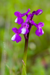 Herorchis champagneuxii (Barnéoud ) D.Tyteca & E.Klein 2008