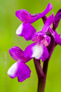 Herorchis champagneuxii (Barnéoud ) D.Tyteca & E.Klein 2008
