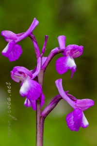 Herorchis champagneuxii (Barnéoud ) D.Tyteca & E.Klein 2008