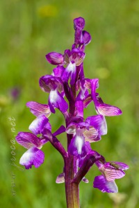 Herorchis champagneuxii (Barnéoud ) D.Tyteca & E.Klein 2008