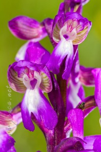 Herorchis champagneuxii (Barnéoud ) D.Tyteca & E.Klein 2008