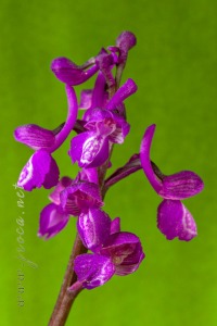 Herorchis champagneuxii (Barnéoud ) D.Tyteca & E.Klein 2008