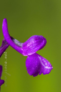 Herorchis champagneuxii (Barnéoud ) D.Tyteca & E.Klein 2008