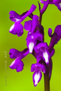 Herorchis champagneuxii (Barnéoud ) D.Tyteca & E.Klein 2008