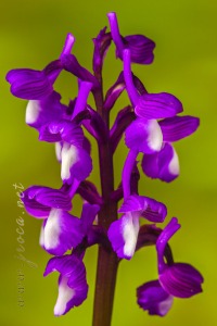 Herorchis champagneuxii (Barnéoud ) D.Tyteca & E.Klein 2008
