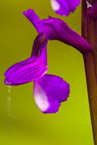 Herorchis champagneuxii (Barnéoud ) D.Tyteca & E.Klein 2008