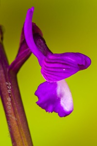 Herorchis champagneuxii (Barnéoud ) D.Tyteca & E.Klein 2008