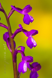 Herorchis champagneuxii (Barnéoud ) D.Tyteca & E.Klein 2008