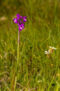 Herorchis champagneuxii (Barnéoud ) D.Tyteca & E.Klein 2008