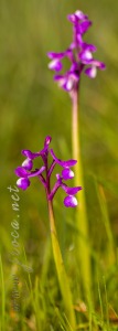 Herorchis champagneuxii (Barnéoud ) D.Tyteca & E.Klein 2008