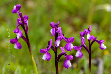 Herorchis champagneuxii (Barnéoud ) D.Tyteca & E.Klein 2008