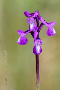 Herorchis champagneuxii (Barnéoud ) D.Tyteca & E.Klein 2008