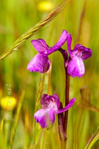 Herorchis champagneuxii (Barnéoud ) D.Tyteca & E.Klein 2008