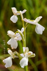 Herorchis champagneuxii (Barnéoud ) D.Tyteca & E.Klein 2008